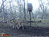 Could this be the buck I never found?-wgi_0220.jpg