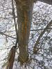 what marked this tree-img_20140101_095215_903.jpg