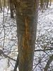 what marked this tree-img_20140101_095204_195.jpg