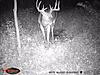 trail cams-photo-1.jpg