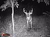 trail cams-photo-2.jpg