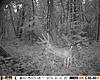 Score this Big Guy-hunt0375.jpg