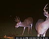 Cam pics from my yard.-180.jpg