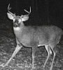 How Old is this 11-point?-zoom3.jpg