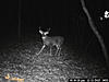 How Old is this 11-point?-pict0053.jpg