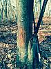 Is this tree rub from a deer?-fullsizerender.jpg