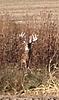 Here's a decent deer-insanity.jpg