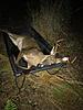 Nice FL Buck!-img_0049.jpg