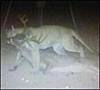 Big cat takes down big deer-trailcam.jpg