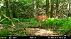 This Weeks Trail Camera Pictures-mfdc2404.jpg