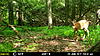 This Weeks Trail Camera Pictures-mfdc2410.jpg