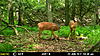 This Weeks Trail Camera Pictures-mfdc2413.jpg