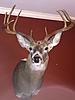 Dad's Buck Mount (pic)-lou-s-mount-home.jpg