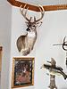 2016 Deer Pictures.-buck2016mount.jpg