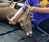 White streaks on deer face-first-buck.jpg