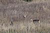 My 2017 Iowa Hunt-5a199100-a691-4e19-96ef-662f8f71e2c7.jpg