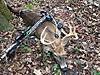 The old Tenpoint Titan still getting it done.-bud-s-2018-crossbow-9-pointer.msg.jpg
