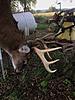 The old Tenpoint Titan still getting it done.-bud-s-2018-crossbow-9-pointer3.jpg