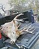 Missouri Deer from 2008-p_00127.jpg