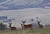 WY Whitetails-15ee07c5-7f9c-4f9d-9912-aa09ce60e181.jpeg