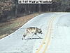 Wolves on our hunting land-wolf1.jpg