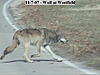 Wolves on our hunting land-wolf5.jpg