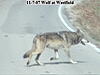 Wolves on our hunting land-wolf6.jpg