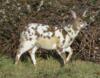 Piebald deer - do they lose white patches when they age?-deer.png