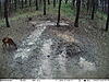 Got some new wildlife pictures taken by my trail cameras-img_0078.jpg