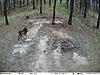 Got some new wildlife pictures taken by my trail cameras-img_0079.jpg