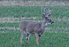 2021 Whitetail Photo Thread-59646b95-0ab0-4303-be64-13c83d7346aa.jpeg