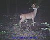 again nice 10 point buck-sunp0009.jpg