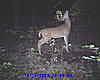 again nice 10 point buck-sunp0010.jpg