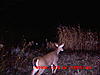 11-01-09 Ohio Trail Cam Pics-dirt-bike-075.jpg