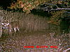 How far will a buck travel?-20d.jpg