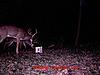 Gotta love the BUCKS on the deer cam come fall...and the RUT!-.jpg