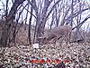 Gotta love the BUCKS on the deer cam come fall...and the RUT!-a2.jpg