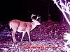 Age of this Deer?  (Pic)-6-20pointer-2023oct09_4.jpg