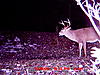 Age of this Deer?  (Pic)-6-20pointer-2023oct09_2.jpg