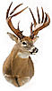 NW Ontario or Wisconsin Monster-Real?-dryden_buck2.jpg