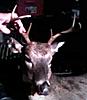 2009-2010 deer hunting braggin' board-6-pt-buck.jpg