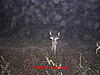 Age these South Alabama Deer-mdgc1650.jpg