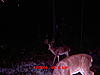 Age these South Alabama Deer-mdgc1194.jpg