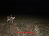 Age these South Alabama Deer-mdgc1717.jpg