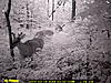 Game Cam Pics-dsc_0010.jpg