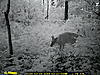 Game Cam Pics-dsc_0086.jpg