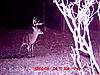 Nice Buck Picture-forked-g2_7.jpg