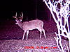 Nice Buck Picture-forked-g2_4.jpg