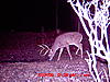 Nice Buck Picture-forked-g2.jpg