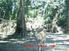 trail cam pics-deercam-2009-summer-024.jpg